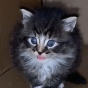 Meet your Posher, Kylie